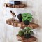Set of 3 Mini Artificial Greenery Plants in Black Ceramic Pots – Faux Small Potted Plants for Home, Office Desk, Bathroom, Shelf & Farmhouse Decor
